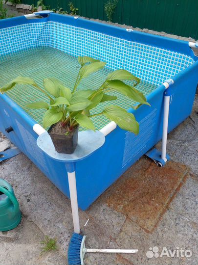 Хоста подорожниковая