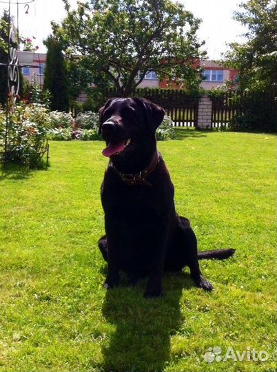 Сладкие щенки