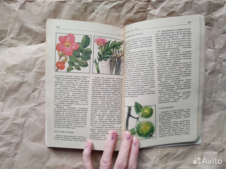 Дары русского леса Зуев