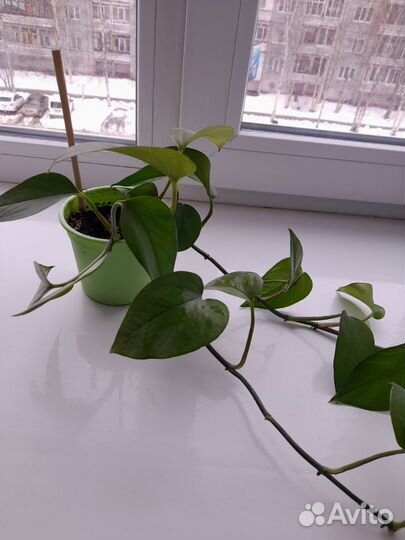 Сциндапсус