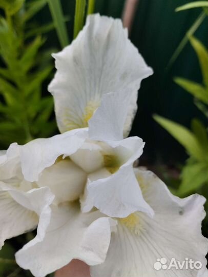 Ирисы сортовые