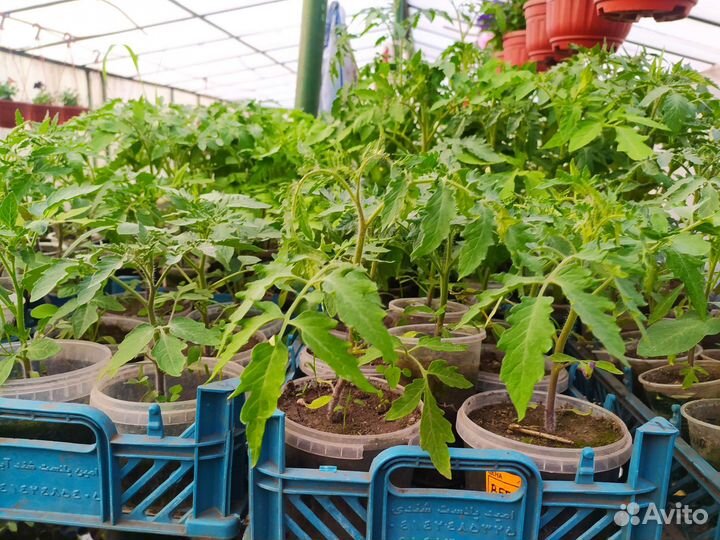 Рассада помидор и перцев
