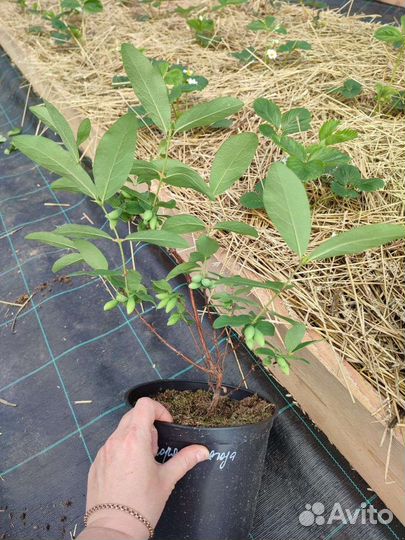 Жимолость облепиха ежевика крыжовник