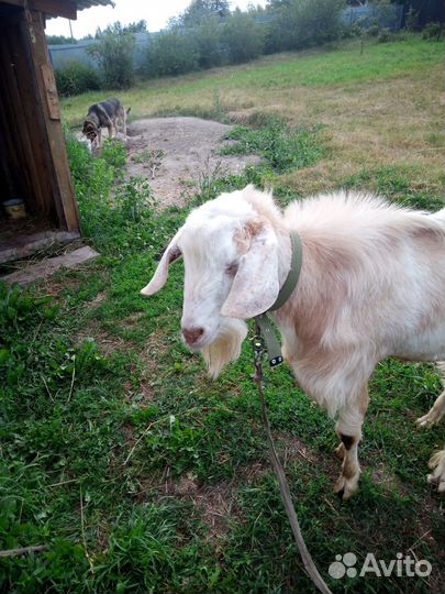 Нубийский козел