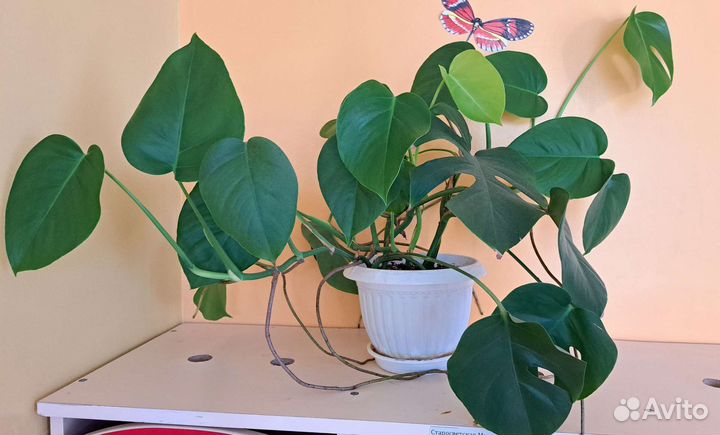 Монстера обычная