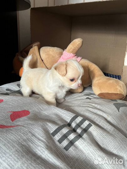 Щенки чихуахуа