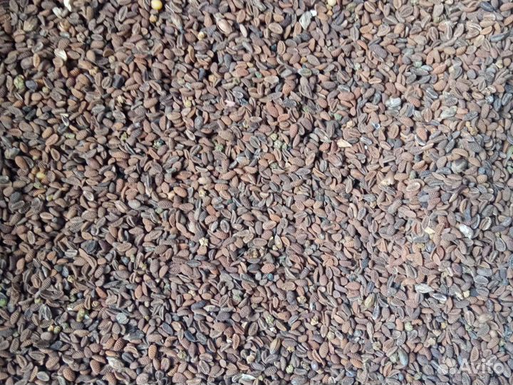 Семена фацелии