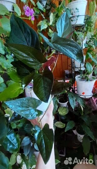 Сингониум эритрофиллум Ред Эрроу