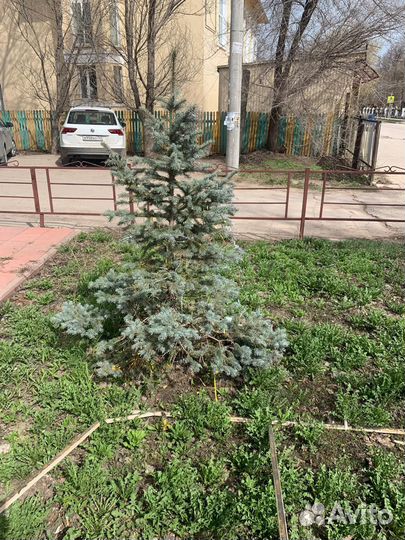 Голубая ель