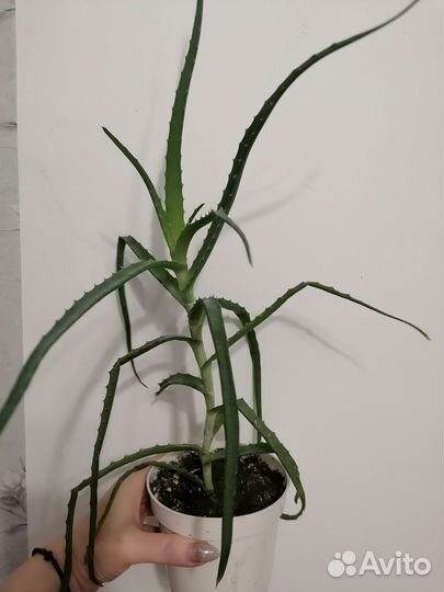 Алоэ столетник