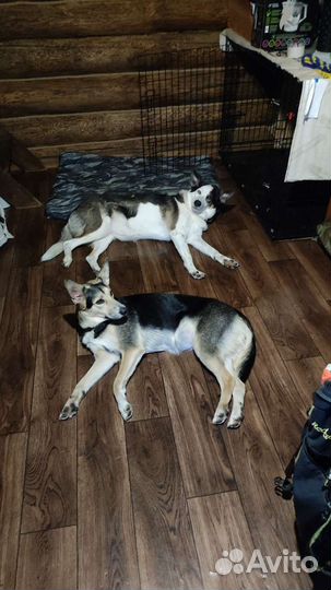 Передержка животных