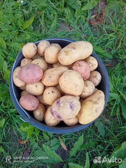 Картофель домашний