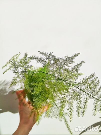 Аспарагус перистый, замиокулькас