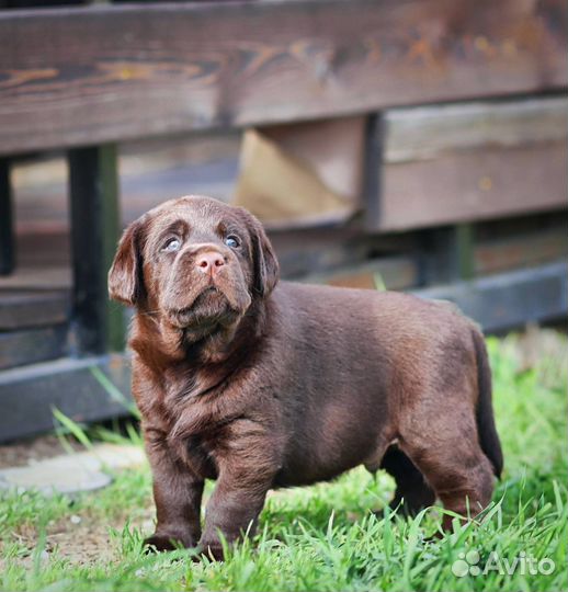 Щенки лабрадора