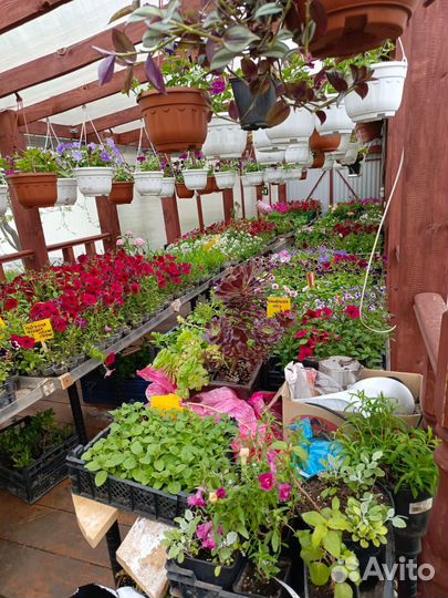 Рассада цветов