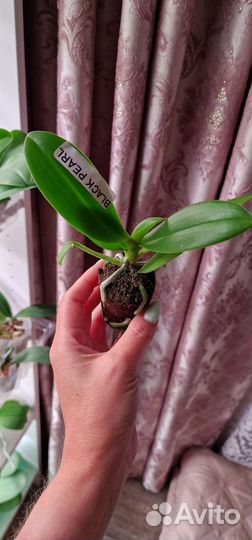 Орхидея фаленопсис подросток