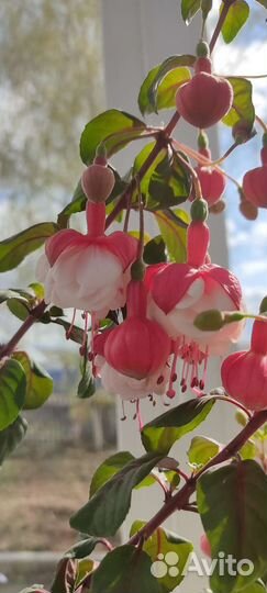 Фуксия ballerina