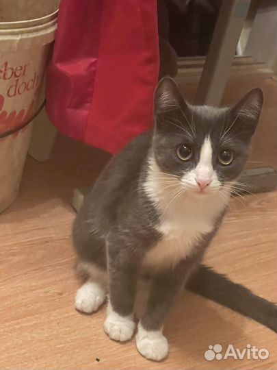 Кошка в дар