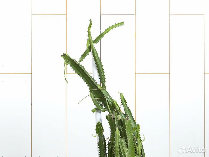 Кактус Молочай