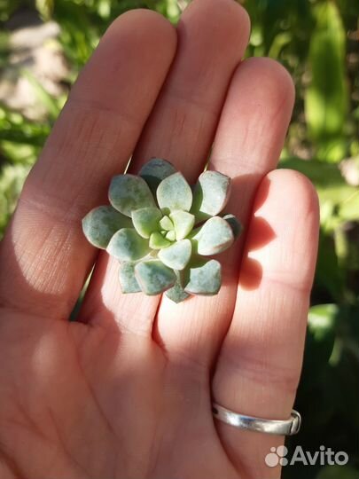 Суккуленты 7