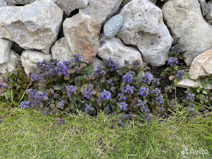 Живучка ползучая