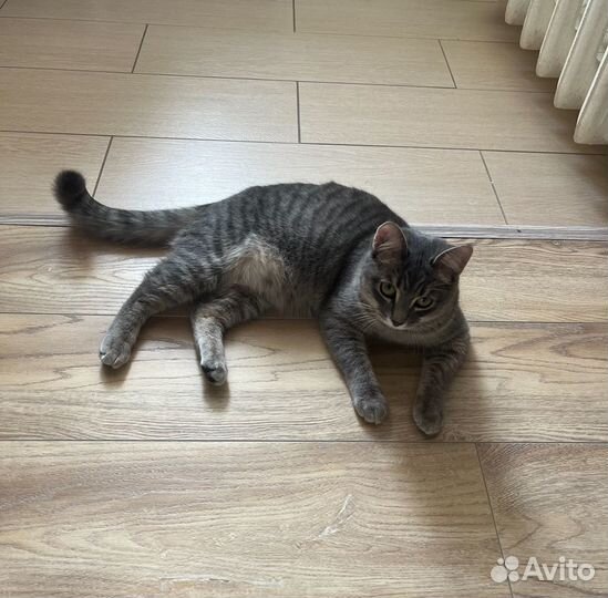 Молодая кошечка в добрые руки