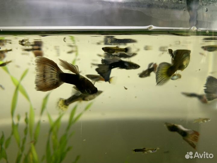 Рыбки гуппи. за 15 штук