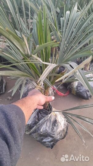 Пальма веерная