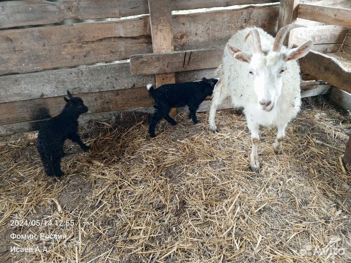 Козы и козлята
