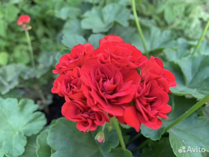 Пеларгония герань зональная