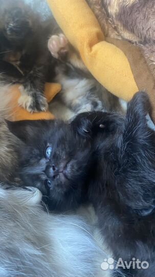 Котята мейн-кун