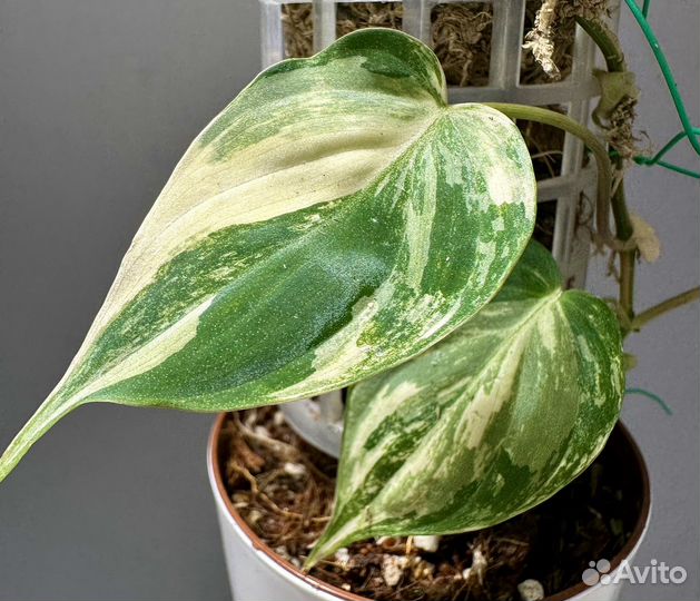 Филодендрон миканс вариегатный Micans Variegated