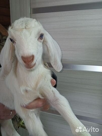 Козлики Нубийские процентные