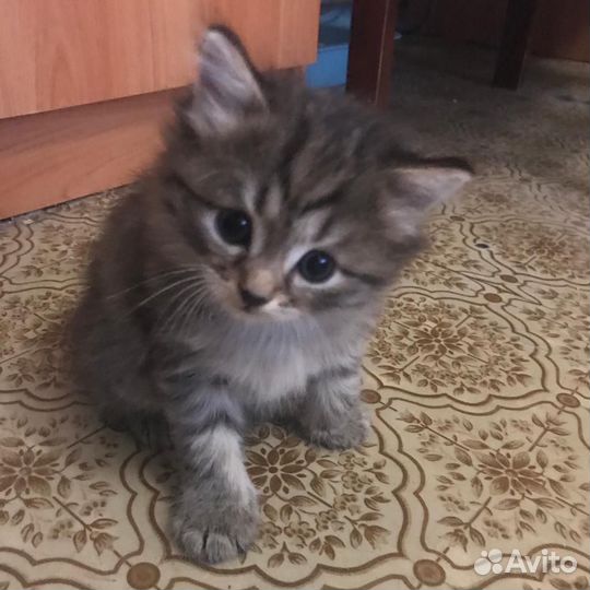 Котятки в добрые руки