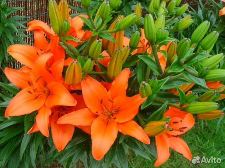 Лилия саженцы Аргос