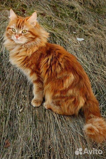 Кошечка 5 мес