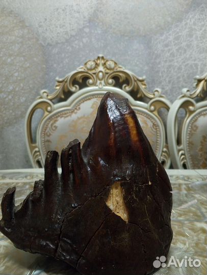 Настоящий зуб мамонта