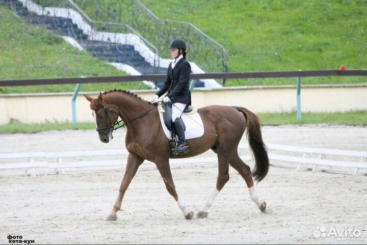 В конкур 110 см