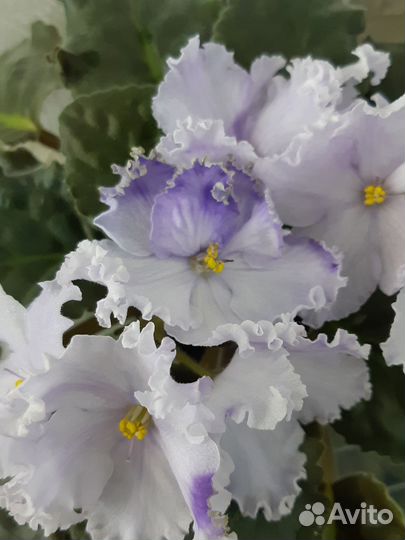 Фиалка цветущая