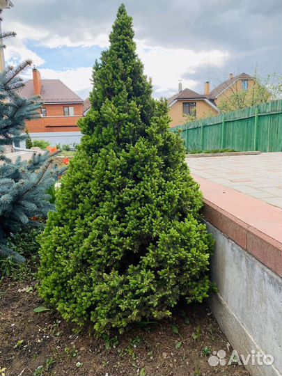 Ель канадская «Альберта Глоб»