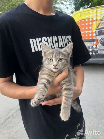 Отдам в добрые руки