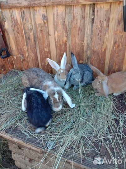 Кролики великаны