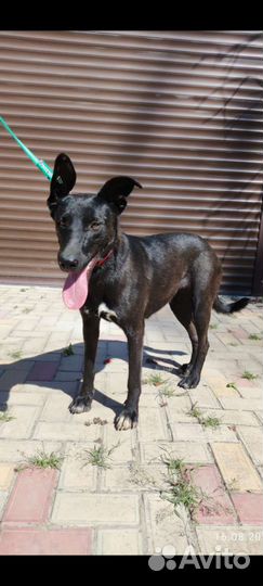 Молодая собака в добрые руки