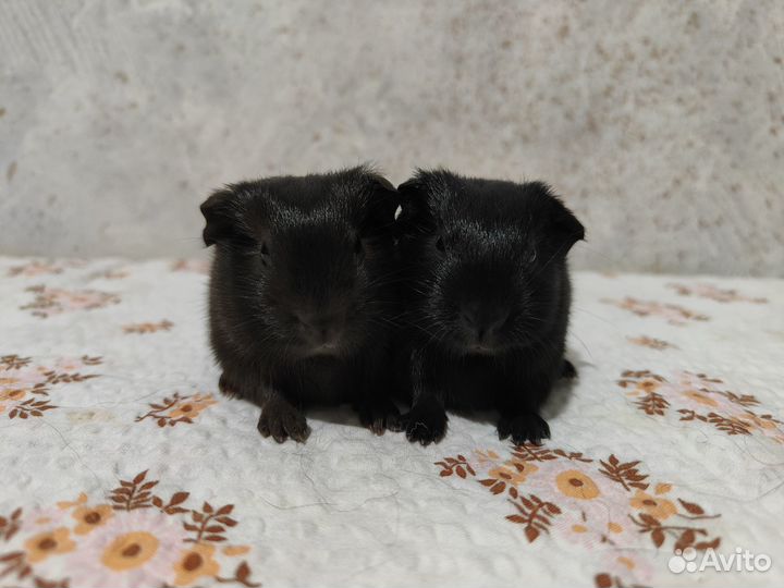 Морская свинка с геном Куи - F-2