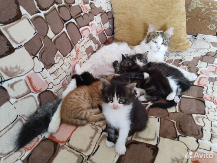 Котята мейн-кун метис