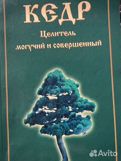 Кедр целитель могучий и совершенный