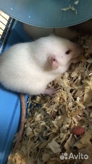 Крысы дамбо