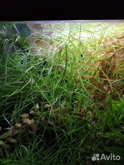 Погостемон, мох рождественский