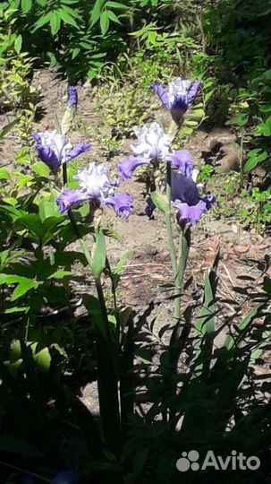 Ирисы бородатые