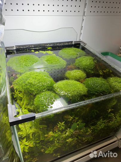 Растения для аквариума